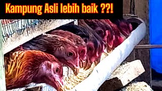 Cara Ternak Ayam Kampung Kelebihan KUB dari AKA #ternakayam  #001 @kreatif tv