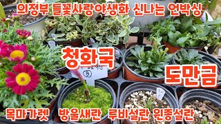 의정부 들꽃사랑야생화 #방울새란 #자란 #도만금 #설란(루비 원종) #청화국