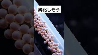 オヤニラミの卵　中の赤ちゃんが視える