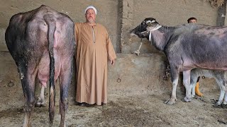 دبابات الجاموس المنوفي الوالد بنزينات لبن ماشاء الله وعجميات جاموس عشار وانتظار ولاده