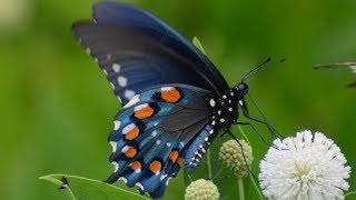 Pipevine Swallowtail butterfly eating nectar in flowers