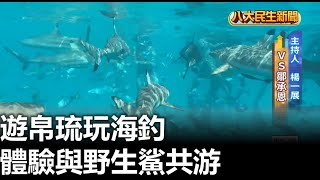 遊帛琉玩海釣  體驗與野生鯊共游 |【民生八方事】| 2024012101 @gtvnews27