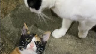 【伏見稲荷】急にじゃれ始める親子猫達　Good friends cats and cats