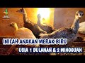 JUAL ANAKAN MERAK BIRU USIA 1 BULANAN