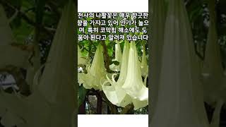 엔젤트럼펫'덧없는 사랑' #식물 #꽃#천사의나팔