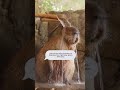 capybara s double bamboo tube hot water shower... capybaralove capybara animals