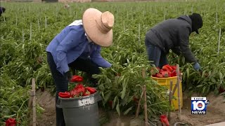 Miami-Dade County moves forward with new rules to protect outside workers from extreme heat