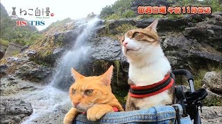 ねこ自慢＃19ご出演ニャンコたち【11月10日OA】