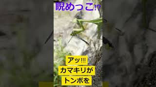 【閲覧注意】カマキリがトンボを捕食してました①ずっとカメラ目線!!! #昆虫  #shorts #カマキリ #捕食 #トンボ