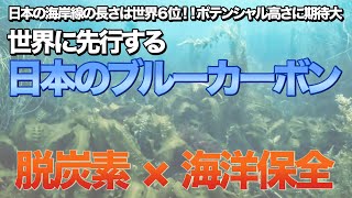 【あまり知られていない】ブルーカーボンのポテンシャル