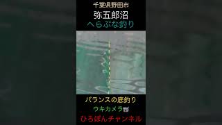 へらぶな釣り　弥五郎沼　バランスの底釣り　ウキカメラ📹画像　#フィッシング  #ヘラブナ  #fishing  #へらぶな釣り  ＃釣り　＃short #shorts  #shortvideo