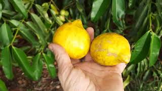 Mangostao Amarelo, Garcinia Cochinchinensis