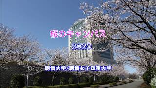 創価大学・創価女子短期大学　桜のキャンパス2020公開