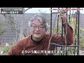 【バラの育て方】冬のバラ管理のコツ♪シュラブローズ（半つる性）の剪定・誘引〈決定版〉＆x masプレゼント企画♪（2023年12月22日）