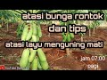 atasi bunga rontok dan tips atasi layu menguning mati