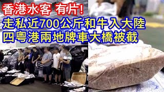 有片 ! 香港水客走私近700公斤和牛入大陸 ! 四粵港兩地牌車大橋被截 !