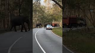 Bandipur forest elephant crossing road #shorts #viral #elephant