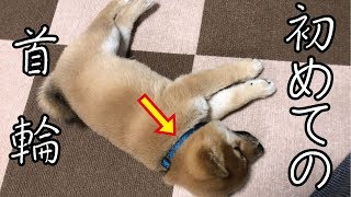 豆柴の仔犬に初めて首輪を付けた日の様子 #3