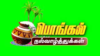 Pongal Green Screen | Happy Pongal 2023 | Pongal Background | 3D Pongal