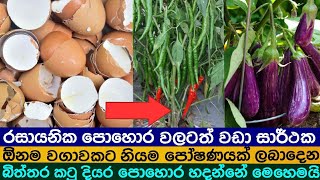 බලන් ඉද්දි ගස් හැදෙන රසායනික පොහොර වලට ඇපත් නැති බිත්තර කටු වලින් සාදන දියර පොහොරය මෙහෙම සාදාගන්න.