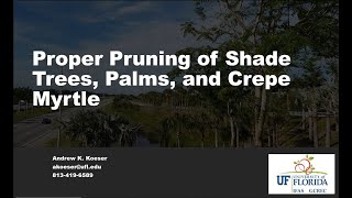 Proper Pruning of Shade Trees, Palms, and Crepe Myrtle