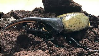 ヘラクレスオオカブトが羽化しました dynastes hercules has emerged