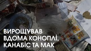 У волиняни знайшли заборонені наркотики. Вилучили 127 рослин коноплі