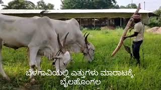 ಬೆಳಗಾವಿಯಲ್ಲಿ ಎತ್ತುಗಳು ಮಾರಾಟಕ್ಕೆ. Bulls for sale in Belagavi. @cattlemarketindia-cmi4890  #CMI