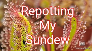 Repotting Sundew Carnivorous Plant