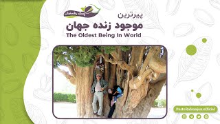 پیرترین موجود زنده جهان - The Oldest Being In World