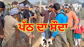 ਪੱਠ ਦਾ ਸੌਦਾ | Tungwali Bakra Mandi #rajudirba #goatstar #goatfarming #panjab 2025