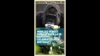 World’s oldest female gorilla in captivity celebrates her 65th birthday