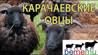 Карачаевские овцы. История. Особенности.