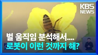 [글로벌K]  벌 움직임 분석했더니...AI 로봇이 꽃가루 수분까지 / KBS  2024.08.13.