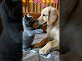 Learning to Share 💞💞🥰🥰🥰 #varisu #song #tamil #music #vikram #cat #pawsup #dog #cute #pawpaws 🥰🥰🥰🥰🥰🥰🥰