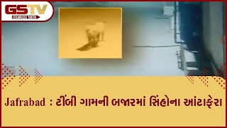 Jafrabad : ટીંબી ગામની બજારમાં સિંહોના આંટાફેરા | Gstv Gujarati News