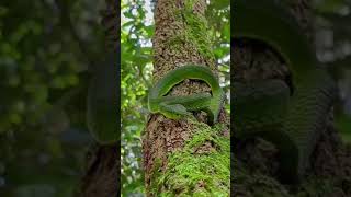 பச்சை பாம்பு green snake