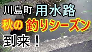 用水路で魚釣り。楽しい秋の釣りシーズン到来だッ！【川島町】