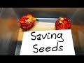 How to save Chilli Pepper Seeds