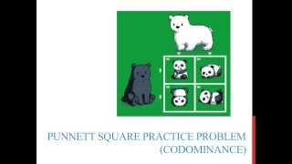 Punnett square practice problems (codominance)