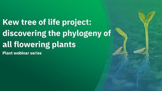 Kew tree of life project discovering the phylogeny of all flowering plants