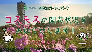 2024年10月21日【浜名湖ガーデンパーク公式】コスモスの開花状況をお知らせします！