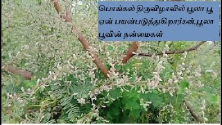 poola poo benefits(பொங்கல் திருவிழாவில் பூலா பூ ஏன் பயன்படுத்துகிறார்கள்)