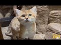 new sand cat at brookfield zoo