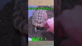 【超貴重 】リクガメ産卵の瞬間！！ #pet #turtle #animals