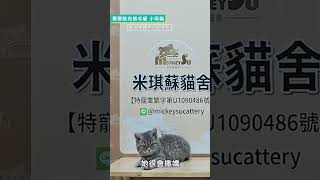 0901直播介紹賽爾凱克羊毛貓