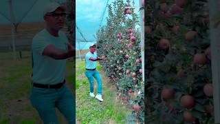 ইতালির আপেল বাগান #jabedekram #italyprobashi #italy #apple #applefruit #foryou #farming