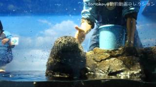 20140330【サンシャイン水族館へようこそ！ラッコのロイズくん@サンシャイン水族館】 Sea otter