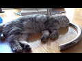 2019年7月vlog③夢を見る（？）猫リル😻😴