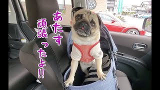 苦手な病院で頑張って最後はご褒美でテンション爆上がりのパグ犬ぷぅPug